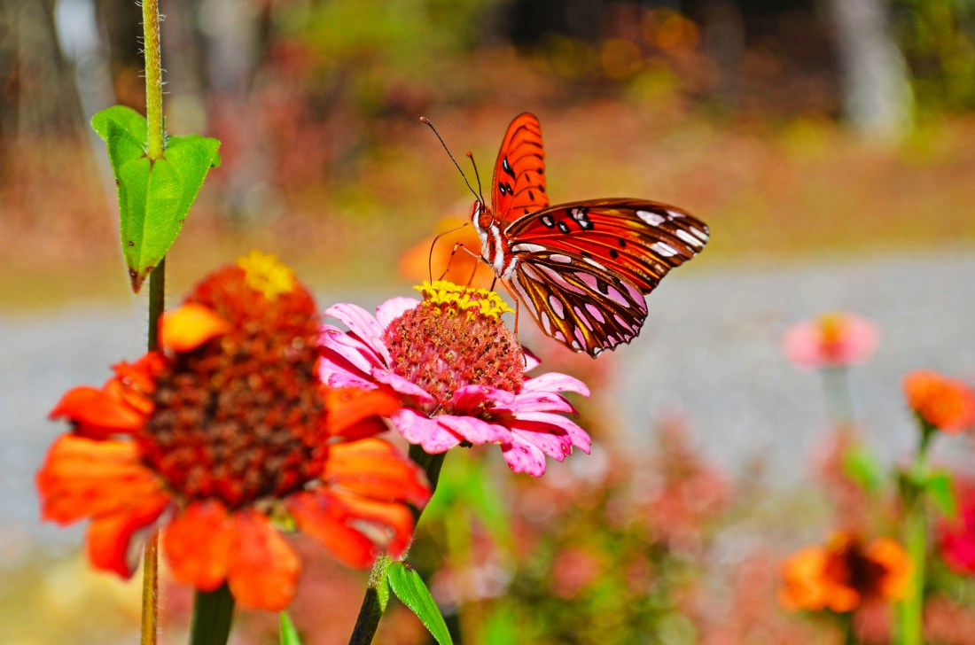 Butterfly &amp; Flowers_edited