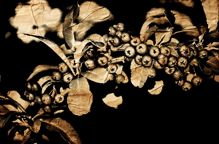 2016-11-12 crumpled paper hawthorne