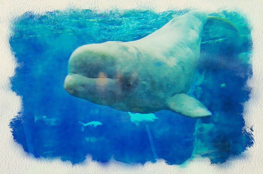 2020.05.27 Manatee