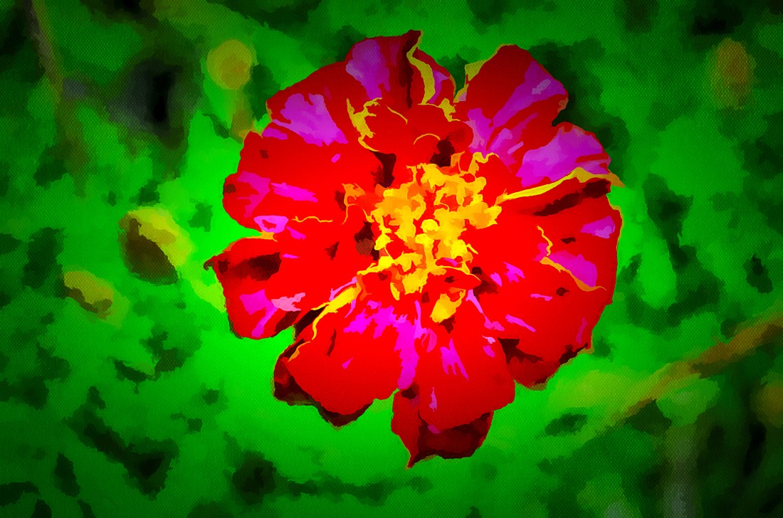 2020.05.28 Rain Coated Bloom