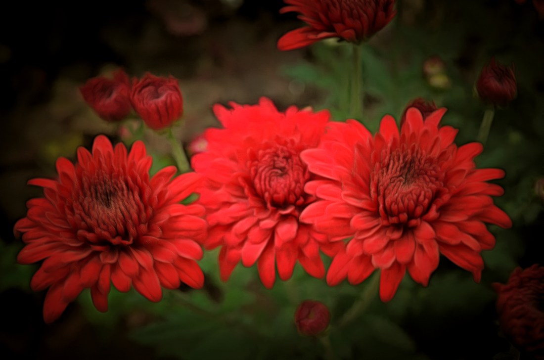 2020.05.30 Red Flowers