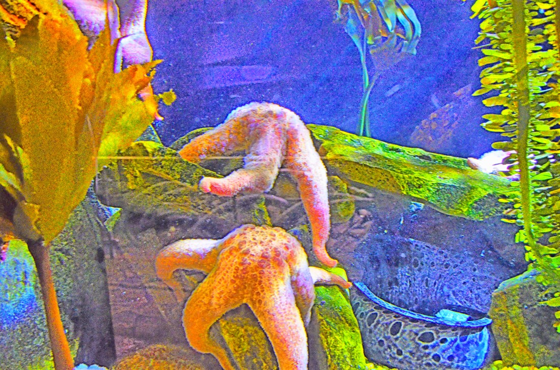 2020.06.01 Aquatic shot