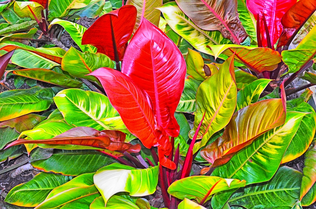 2020.06.06. bright leaves edited