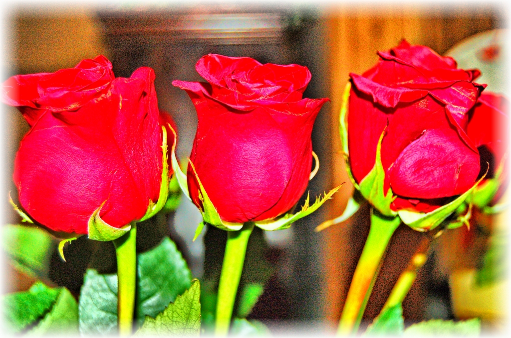 2020.06.18 Roses rr edit