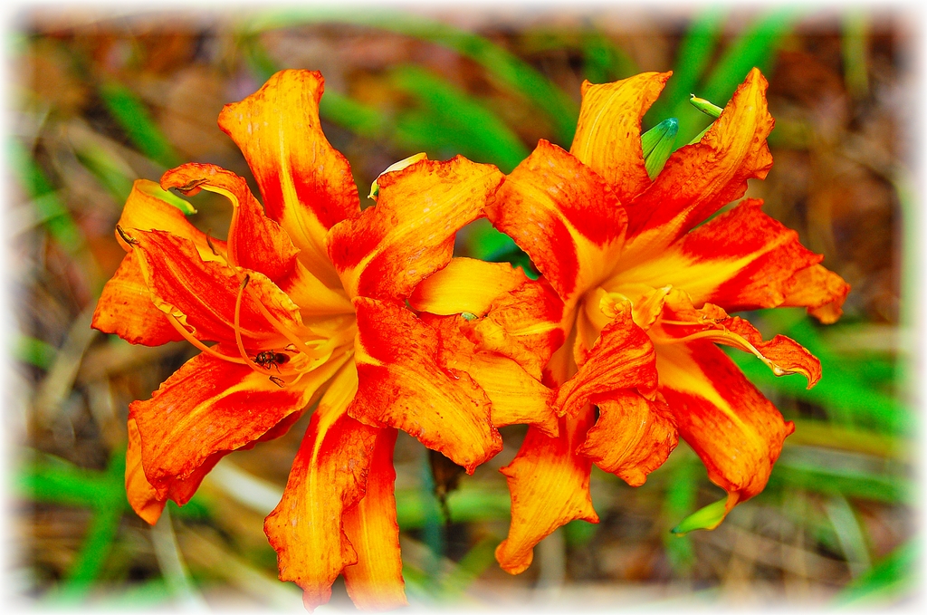 2020.06.23 Lilies with Ant edited