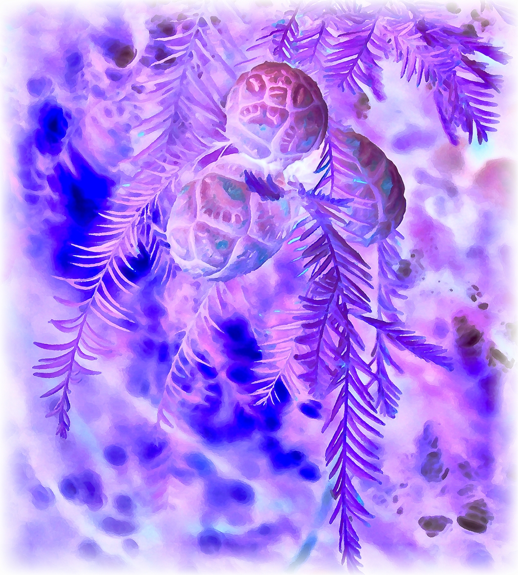 2020.06.26 Cones edit