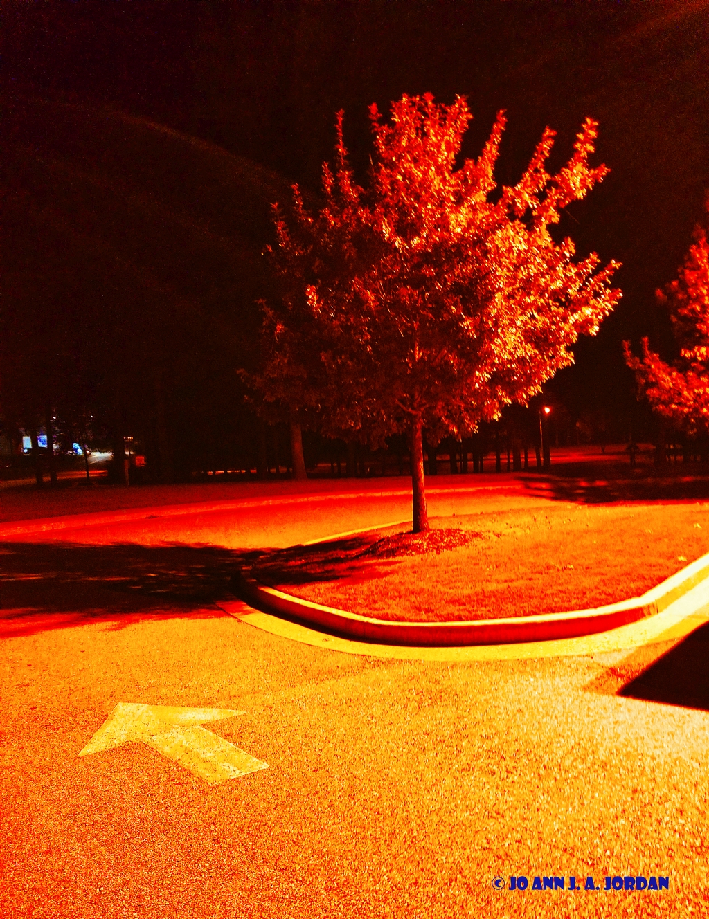 2020.07.07 Park Tree Night rr