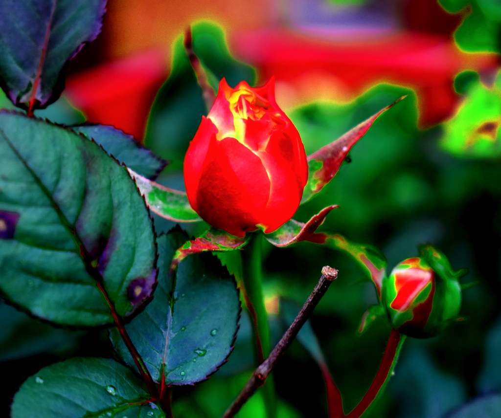 2020.07.08 Converted Rose rr