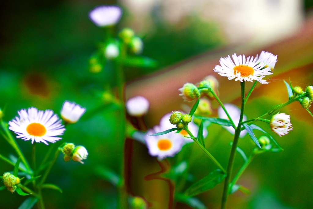 2020.07.09 Weeds at Ramp rr