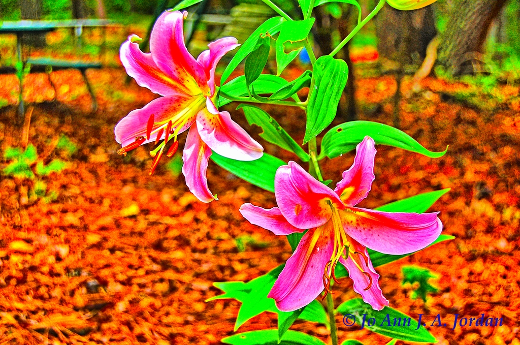 2020.07.16 Lilies rr