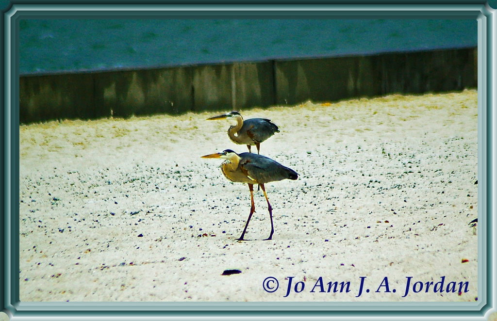 2020.08.11 Sea Birds rr